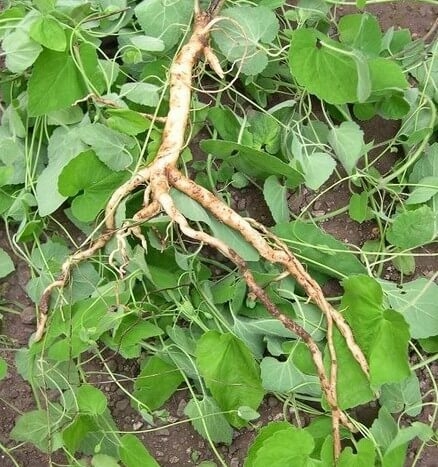 Đào rễ cây từng chỉ cho lợn ăn, phát hiện sâm quý giá bạc triệu/kg